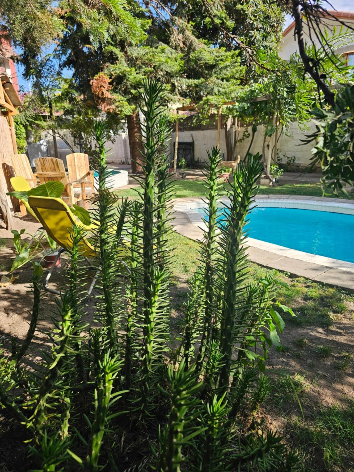 סן פליפה La Araucaria Cabana Con Tinaja מראה חיצוני תמונה